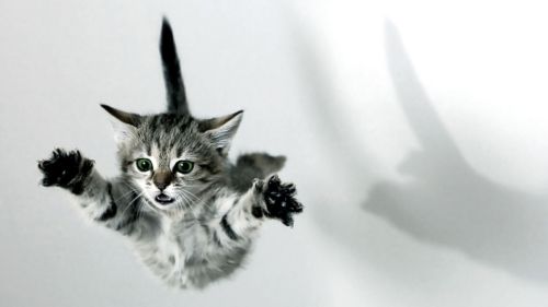 jump cat 1
