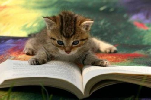 Cat reading book review